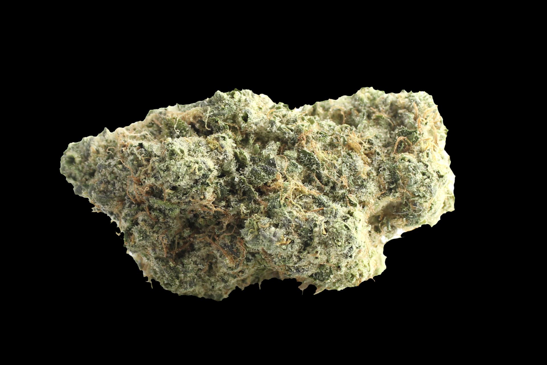 Avaay Signature 34/1 OGC: Ocean Grown Cookies