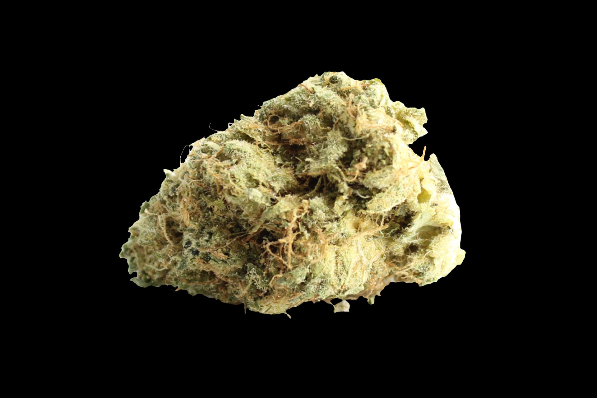 Avaay Signature 29/1 OGC: Ocean Grown Cookies